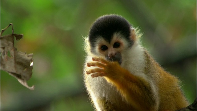 近距离卷尾猴吮吸它的拇指在树/萨奇，哥斯达黎加视频素材