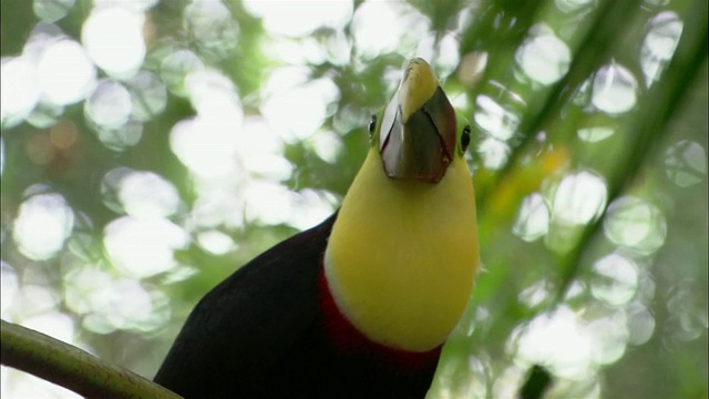 靠近在树上的黑色和黄色龙骨嘴巨嘴鸟/环顾四周/萨尔奇，哥斯达黎加视频素材