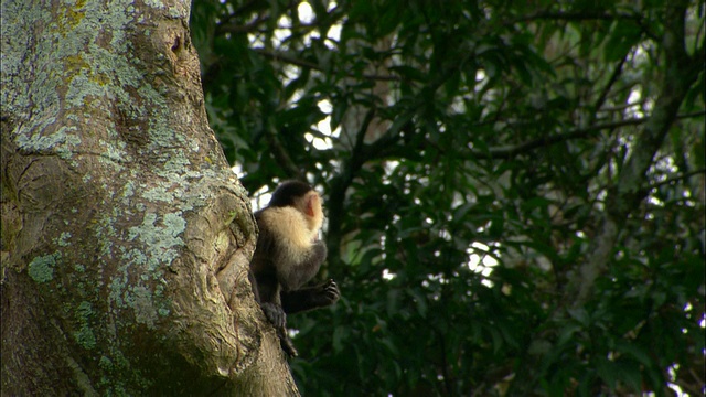 中等镜头卷尾猴坐在树上吃东西/环顾四周/萨奇，哥斯达黎加视频素材