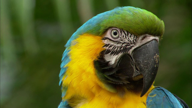 中镜头变焦蓝色，黄色和绿色金刚鹦鹉/看相机/萨奇，哥斯达黎加视频素材