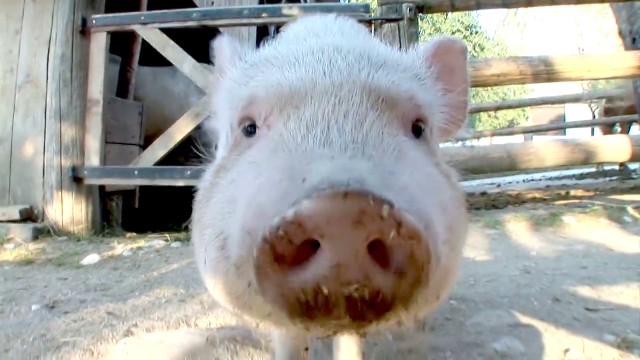 高清慢动作:猪视频素材