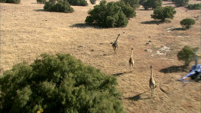 直升机在克鲁格国家公园追逐长颈鹿的鸟瞰图/克鲁格国家公园，普马兰加，南非视频素材
