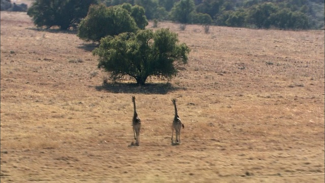 3只长颈鹿在南非普马兰加克鲁格国家公园奔跑视频素材