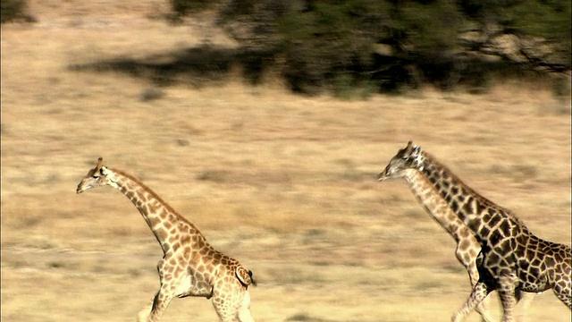 南非普马兰加克鲁格国家公园的三只长颈鹿在奔跑视频素材
