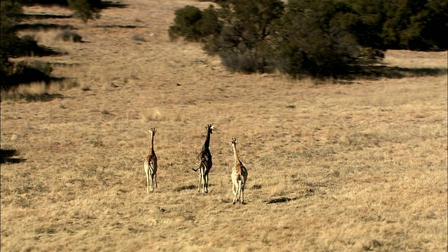 3只长颈鹿在南非普马兰加克鲁格国家公园奔跑视频素材