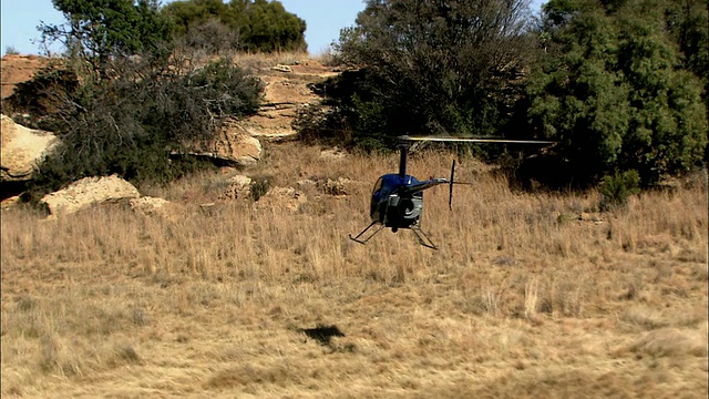 图为直升机在南非普马兰加克鲁格国家公园追逐犀牛的鸟瞰图视频素材