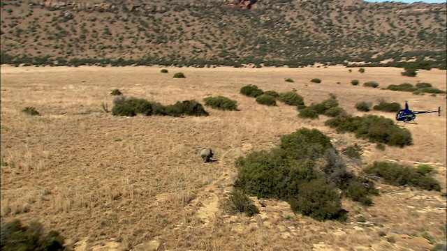 直升机在南非普马兰加克鲁格国家公园追逐犀牛的鸟瞰图视频素材