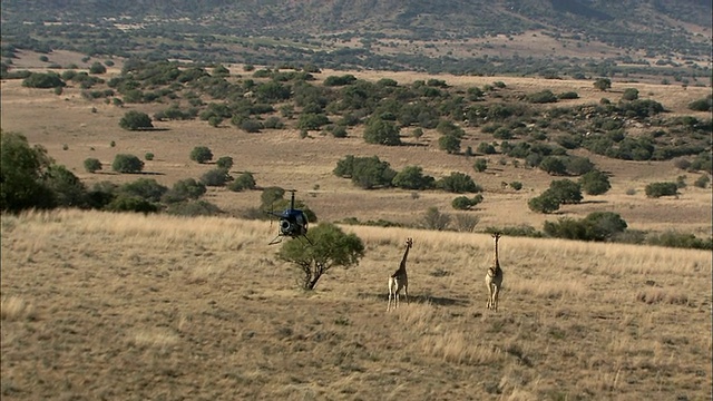 直升机在南非普马兰加克鲁格国家公园追逐长颈鹿的鸟瞰图视频素材