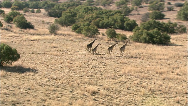 直升机在南非普马兰加克鲁格国家公园追逐长颈鹿的鸟瞰图视频下载