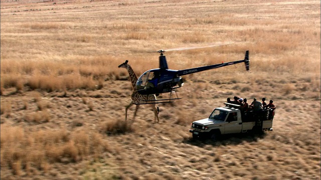 直升机和卡车追逐长颈鹿的鸟瞰图，克鲁格国家公园，普马兰加，南非视频素材