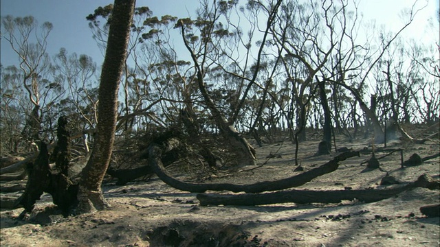 火灾后的森林/艾尔半岛，南澳大利亚，澳大利亚视频下载