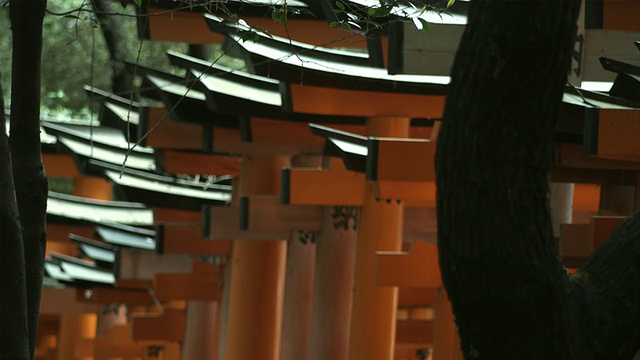 CU SELECTIVE FOCUS日本京都，通向Fushimi Inari Taisha神社内部的鸟居门，前景中的树干，日本视频素材