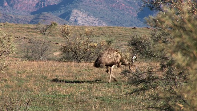 WS PAN Emu (Dromaius novaehollandiae)走在草地上，弗林德斯山脉的背景，南澳大利亚，澳大利亚视频下载