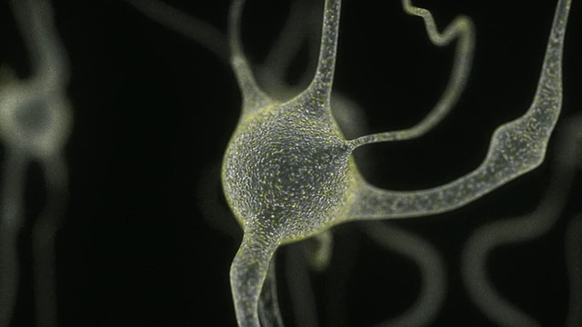 神经元细胞电镜图视频下载