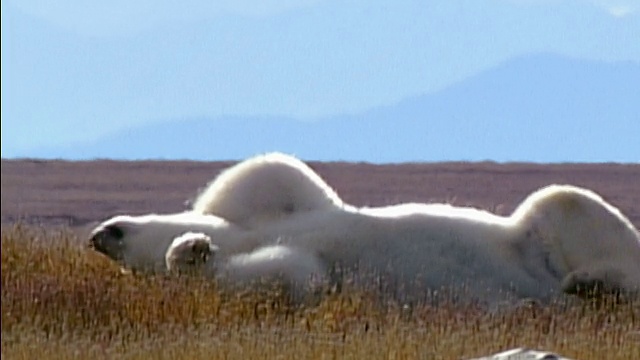 中镜头拍摄北极熊躺在草地上/在它的背部翻滚/阿拉斯加视频下载