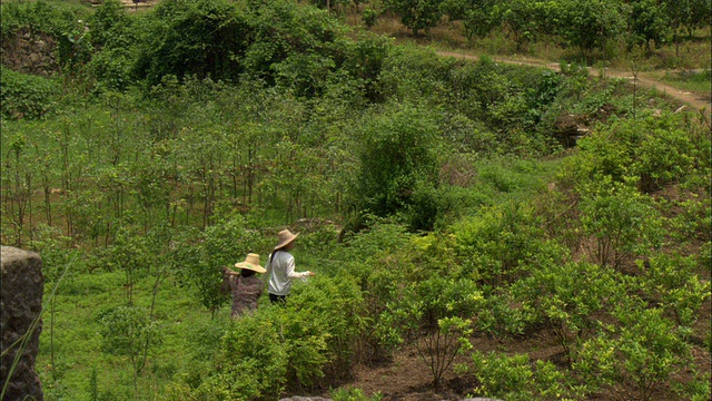 在中国广西壮族自治区桂林，农民们在田野中行走，背景是山脉视频下载