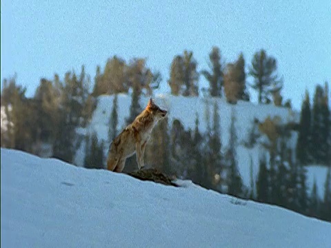 野狼在咆哮，栖息在雪山上的岩石上/黄石国家公园，美国视频下载