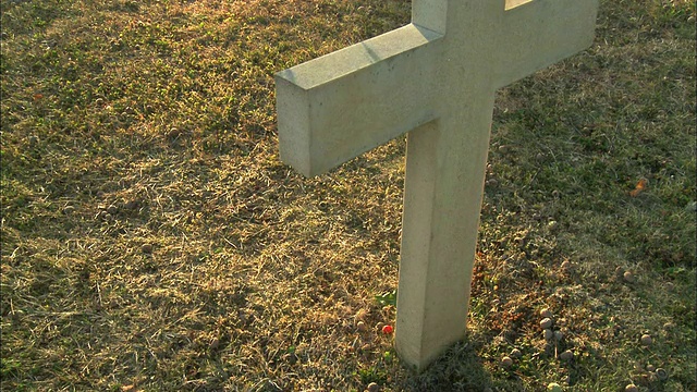 MS HA玫瑰落在墓碑前的草地上视频素材