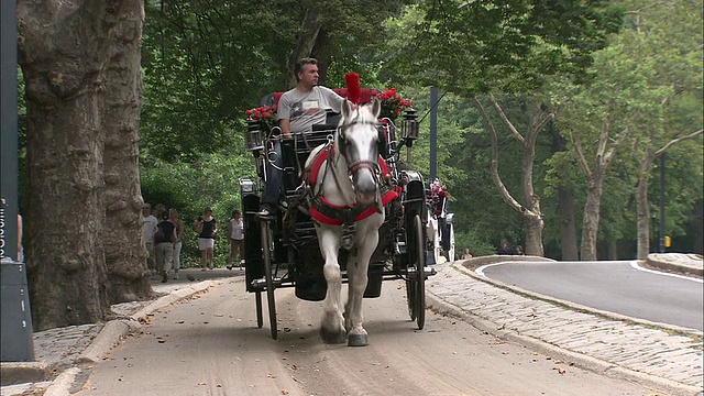 WS马匹和马车在中央公园/纽约市，纽约，美国视频下载