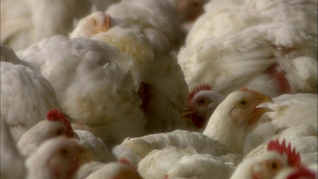 cutd工业鸡舍，成千上万的白鸡，pocomke，马里兰州，美国视频下载