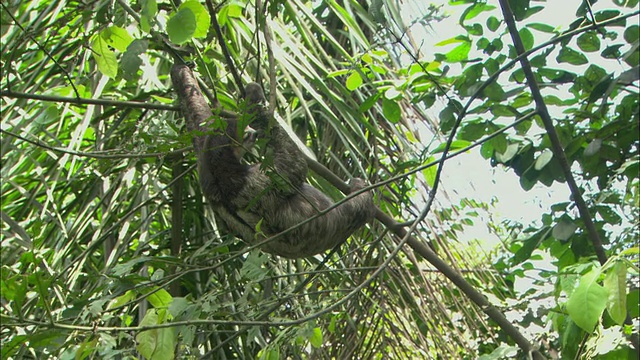 WS TD树懒悬挂在树枝上，玛瑙斯，亚马逊，巴西视频素材