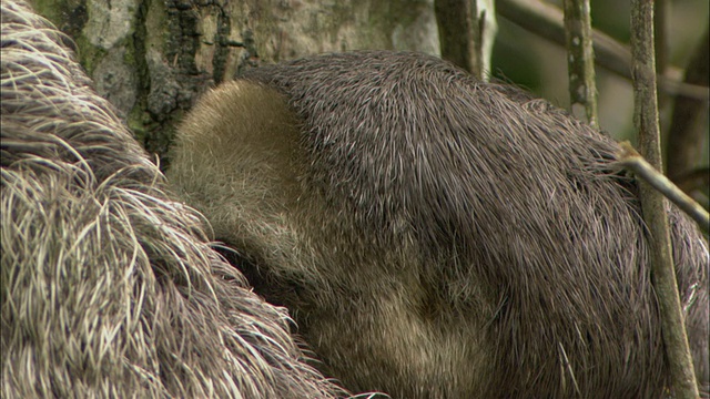 巴西亚马逊玛瑙斯，CU树懒抓着树四处张望的照片视频素材
