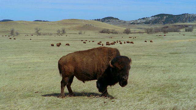 在南达科他卡斯特州立公园，美国野牛在草地上反刍，背景是放牧视频下载