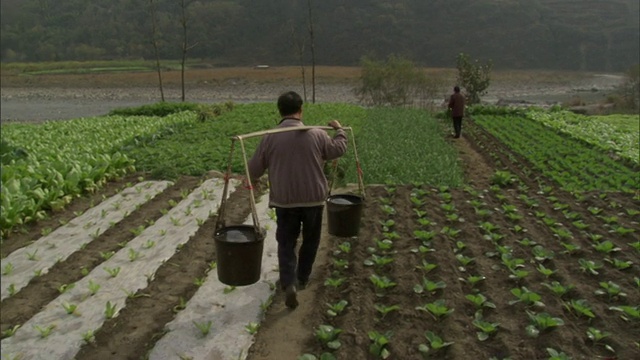 中国云南，一名农民扛着两桶水穿过农田视频素材