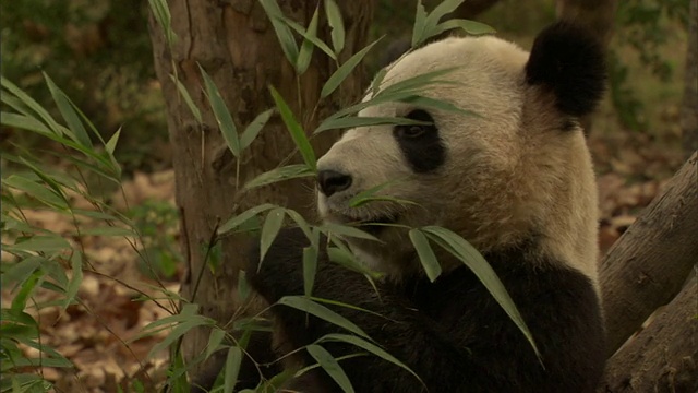大熊猫(Ailuropoda melanoleuca)吃竹枝，卧龙国家级自然保护区，四川，中国视频素材