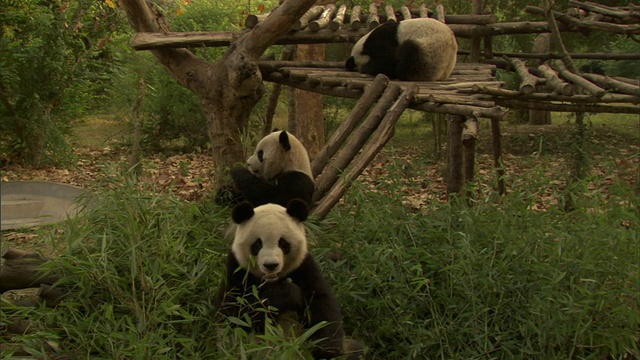 中国四川卧龙国家级自然保护区的三只大熊猫视频素材