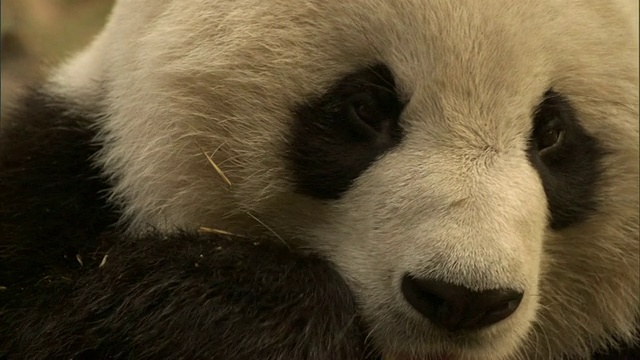 大熊猫(Ailuropoda melanoleuca)咀嚼竹茎和吃树叶，卧龙国家级自然保护区，四川，中国视频素材