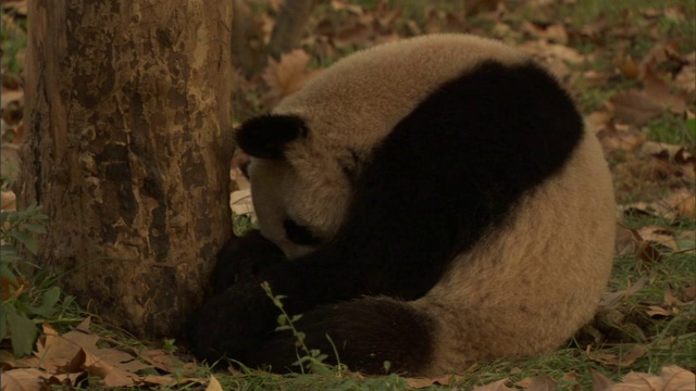 中国四川卧龙国家级自然保护区，大熊猫(Ailuropoda melanoleuca)面对树干蜷缩着睡觉视频素材