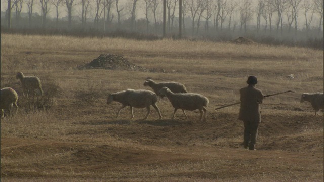 中国延庆县，一名牧羊人和一群羊在田间视频下载