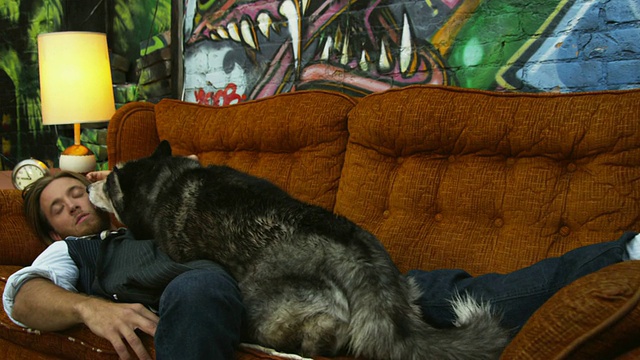 美国犹他州盐湖城，阿拉斯加雪橇犬舔着睡在沙发上的男子，惊讶的男子醒来视频下载