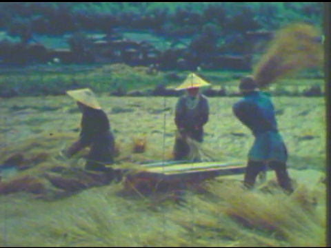 亚洲工人在田里收割水稻视频下载