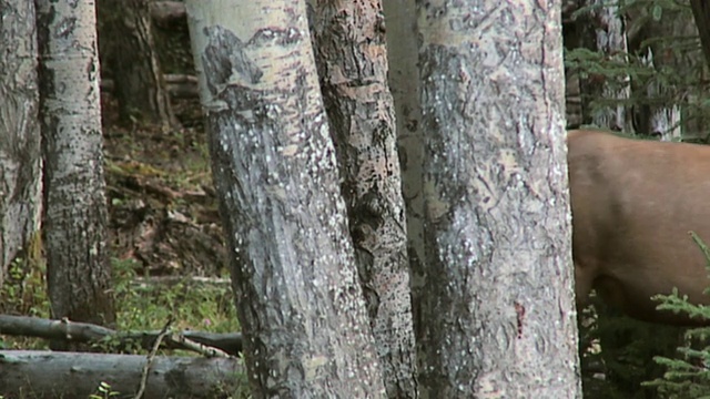 雌麋鹿(加拿大鹿)走过森林，贾斯珀国家公园，阿尔伯塔，加拿大视频素材