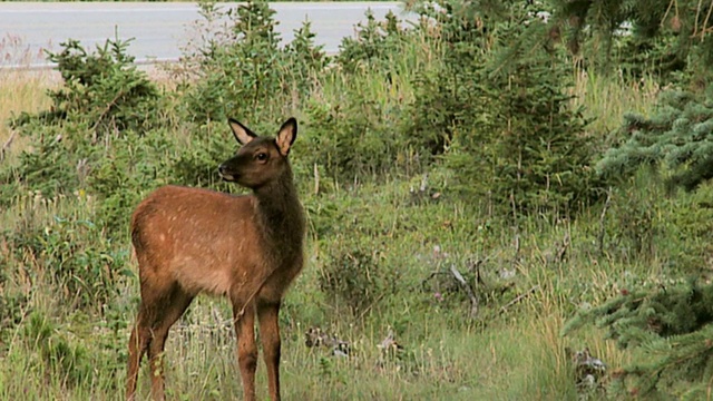 麋鹿(加拿大鹿)小牛，路在背景，贾斯珀国家公园，阿尔伯塔，加拿大视频素材