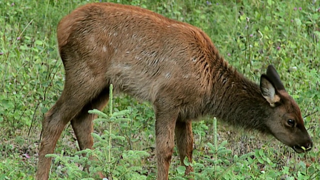 麋鹿(加拿大鹿)小牛在草地放牧，贾斯珀国家公园，阿尔伯塔，加拿大视频素材