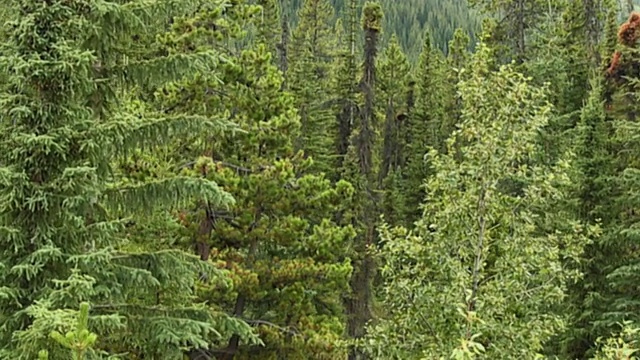 生长在加拿大落基山脉的针叶树，贾斯珀国家公园，阿尔伯塔，加拿大视频下载