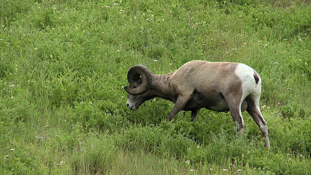 大角羊(加拿大绵羊)在田野放牧，贾斯珀国家公园，阿尔伯塔，加拿大视频素材