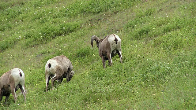 三只大角羊(加拿大绵羊)在加拿大阿尔伯塔省Jasper国家公园的山坡上吃草视频素材
