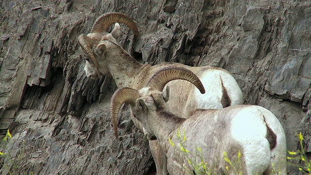 两只大角羊(加拿大绵羊)在加拿大阿尔伯塔省贾斯珀国家公园的落基山视频下载