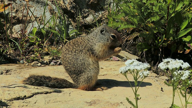 正在吃坚果的哥伦比亚地松鼠，沃特顿湖国家公园，阿尔伯塔，加拿大视频下载