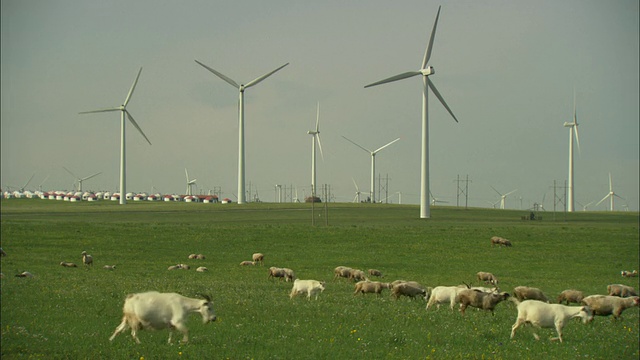 中国内蒙古惠腾锡乐，一群绵羊在风力涡轮机前的田野里吃草视频素材