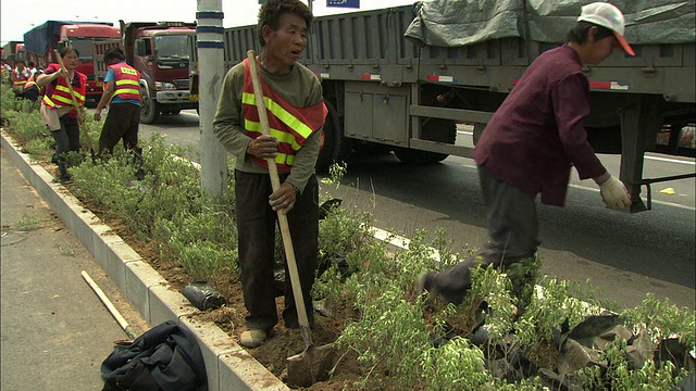 中国北京，在高速公路中间种植灌木的工人视频素材
