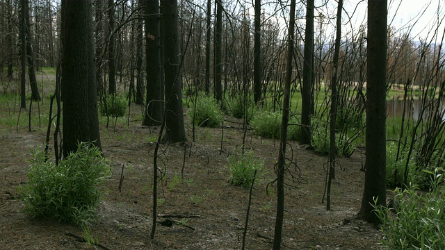 森林中的树干/黄石，怀俄明州，美国视频素材