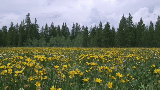 T/L WS黄色野花和松树的田野/黄石，怀俄明州，美国视频素材