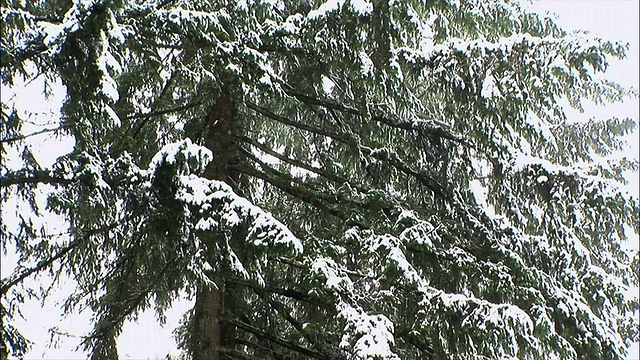 中景拍摄雪花覆盖的树木/华盛顿州视频下载