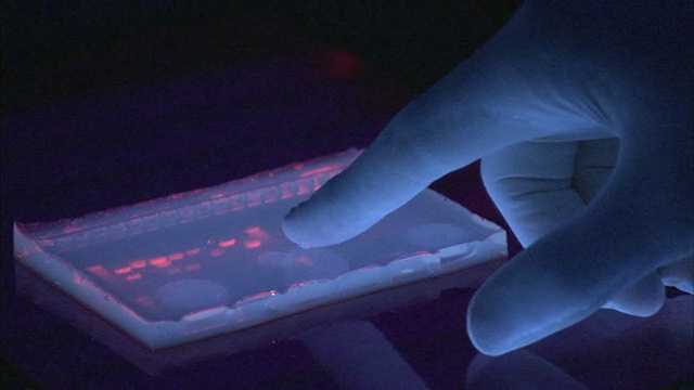 加州大学的科学家在黑光下观察DNA结果，Boxmeer，荷兰视频下载