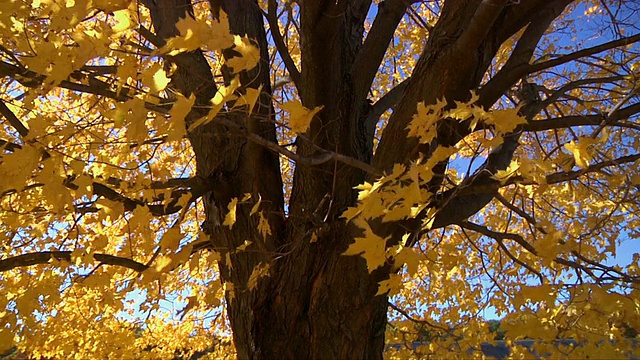 MS Autumn tree blowing in wind /温莎，康涅狄格州，美国视频下载